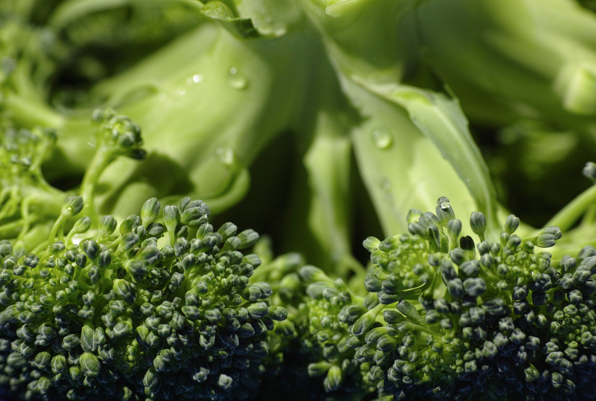 Recipe for Stalks and Stems! Broccoli Salad